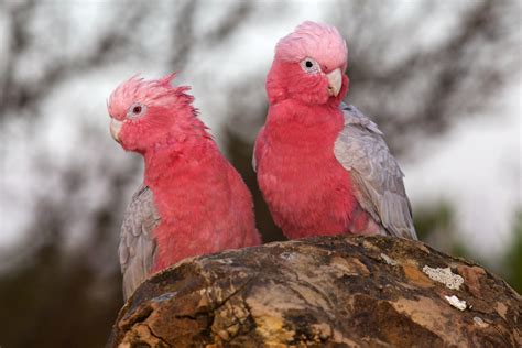 How the Australian galah got its name in a muddle | Australasian Science Magazine