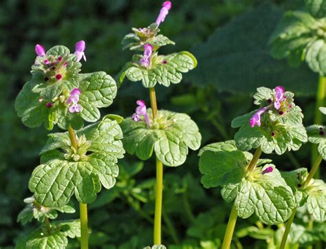 Henbit - WeedAlert