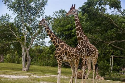 Miami Metro Zoo: Animals and More Animals - Florida Vacation Travel Guide