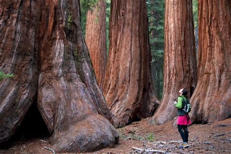 Sequoias, Glacier Point |Guided Yosemite Park Hiking Trips, Tours