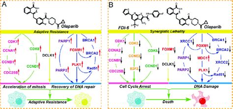 Mechanism for the synergistic effects of FDI-6 and Olaparib on the ...