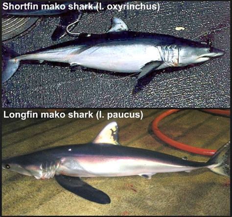 10 Mako Shark Facts For Kids! - Cool and Interesting Facts for Kids ...