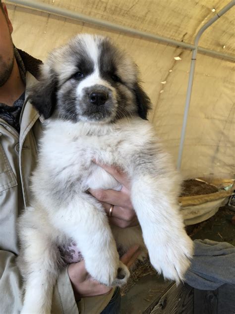 Anatolian Shepherd Great Pyrenees in 2024 | Great pyrenees, Anatolian ...