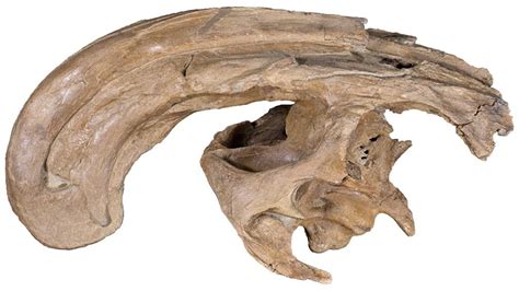 Parasaurolophus Skull Solves Mysteries of Colorful Crest, Family Tree | NC State News