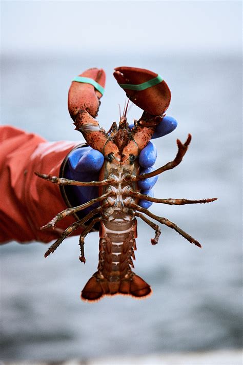 Sustainable Lobster Fishing? • David Degner