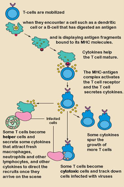 Cell-mediated Immunity: Definition & Response | Study.com