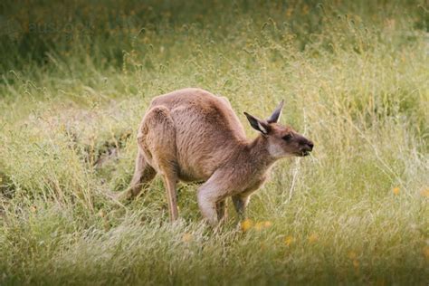 Image of Kangaroo eating grass in the bush - Austockphoto