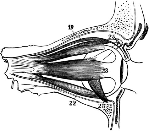 Muscles of the Human Eyeball | ClipArt ETC