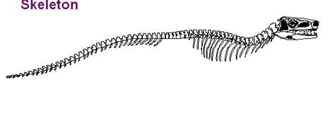 Archosaur Anatomy- Right Lateral View of Axial Skeleton Diagram | Quizlet