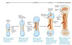 Les 10+ meilleures images de Anatomie du corps humain en 2020 ...