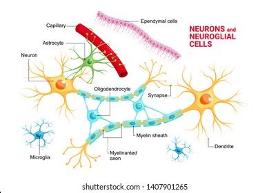 Glial Cells Stock Photos and Pictures - 356 Images | Shutterstock