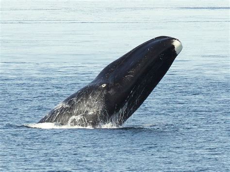 Bowhead whales sing 'freeform jazz style songs to woo partners', study ...