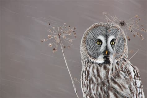 FotoPedia "Through Their Eyes" | Great grey owl, Gray owl, Owl