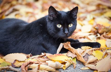 Journée internationale du chat noir : 13 magnifiques raisons d'accueillir un chat noir dans ...