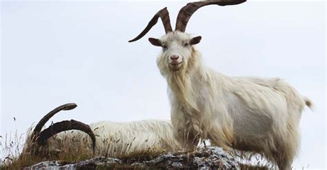 Cashmere Goat: Breed Info, Characteristics, Breeding, and Care | Goats ...