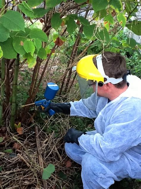 Japanese Knotweed Removal in Kingston upon Thames