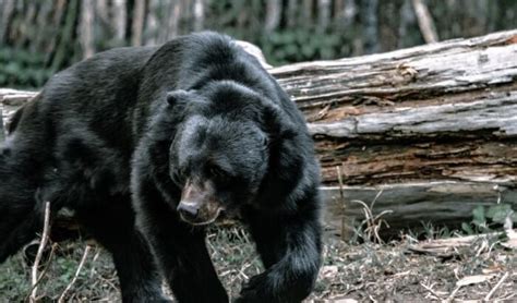 SPRING BLACK BEAR HUNTING SEASON OPENS APRIL 15 - Montana Hunting and Fishing Information