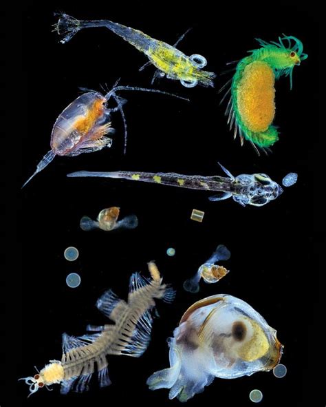 Plankton | Beautiful sea creatures, Weird sea creatures, Ocean creatures