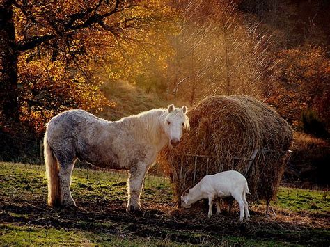 Pin by S H E R E E on Love the fall. | Autumn animals, Animals, Farm ...