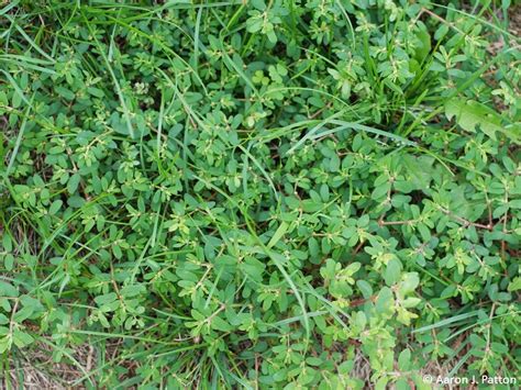 Prostrate Spurge | Purdue University Turfgrass Science at Purdue University