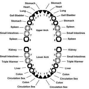 Meridian tooth chart. Teeth to organs relationship | News | Dentagama