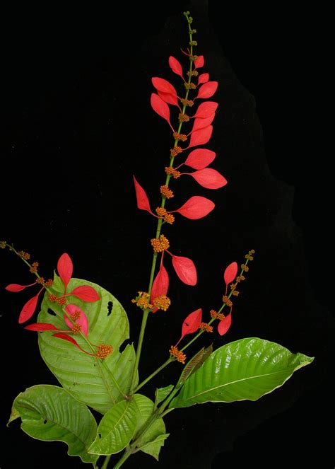 Chaconia (Warszewiczia coccinea) | Plant leaves, Flowers, Wallpaper