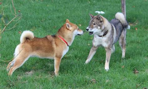 Shikoku dog - Breed Information and Images - K9 Research Lab - All dogs