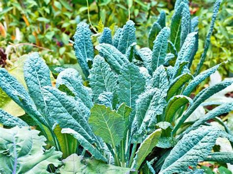 Shade Tolerant Vegetables for the Garden