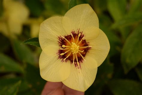 Hellebores | The World's Best Gardening Blog