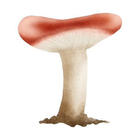 russula mushroom hand drawn illustration 25143315 PNG