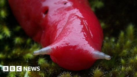 Australia fires: How a unique slug species survived - BBC News