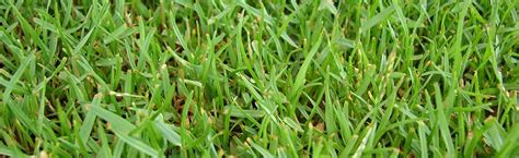 Zoysia Grass - Pros and Cons Plus Expert Tips for Growing a Healthy ...