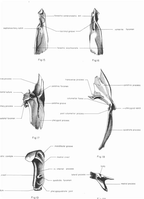 Figure 18 from The anatomy of the head of Ctenosaura pectinata (Iguanidae) | Semantic Scholar