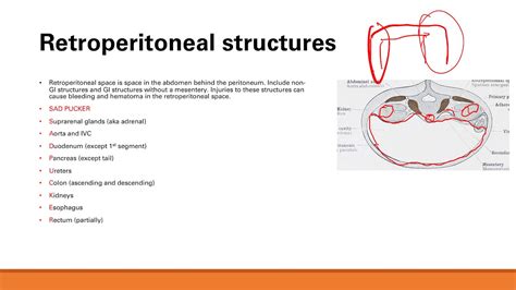 Anatomy And Innervation Of Gi Tract | GI system | Step 1 Simplified ...