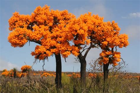 Nuytsia floribunda Australian Christmas Tree, Australian Trees ...