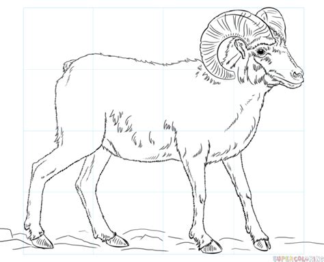 How to draw a bighorn sheep | Step by step Drawing tutorials