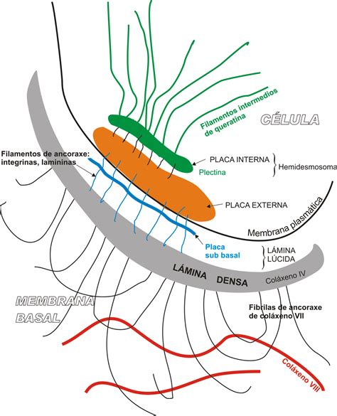 File:Hemidesmosome miguelferig.png - Wikimedia Commons