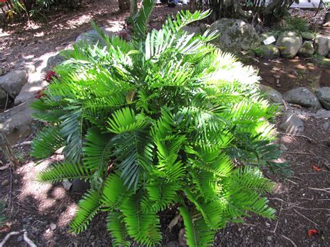 Zamia integrifolia (Coontie, Florida Arrowroot) | North Carolina Extension Gardener Plant Toolbox