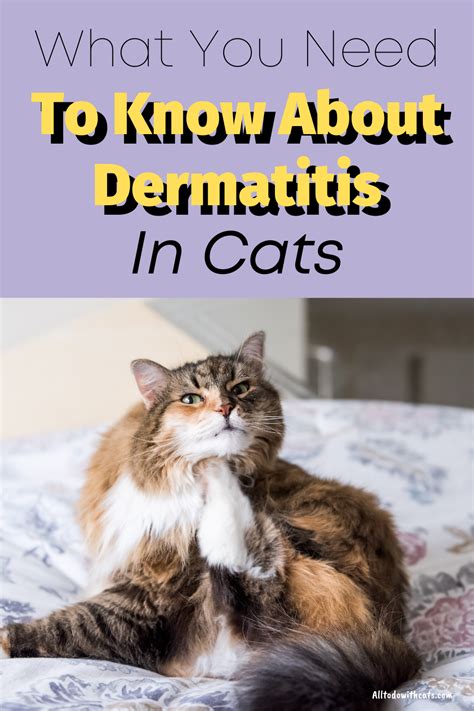 How To Treat Dermatitis In Cats: What You Need To Know | Cat skin problems, Cat allergy remedies ...