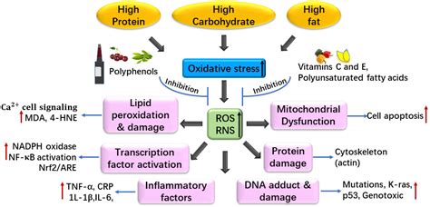 Foods | Free Full-Text | Dietary Regulation of Oxidative Stress in ...