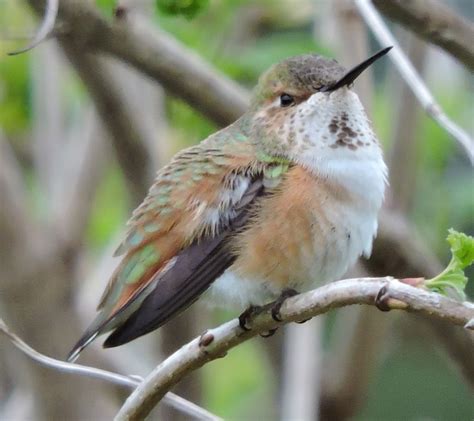 A female Rufous Hummingbird. | Kolibries