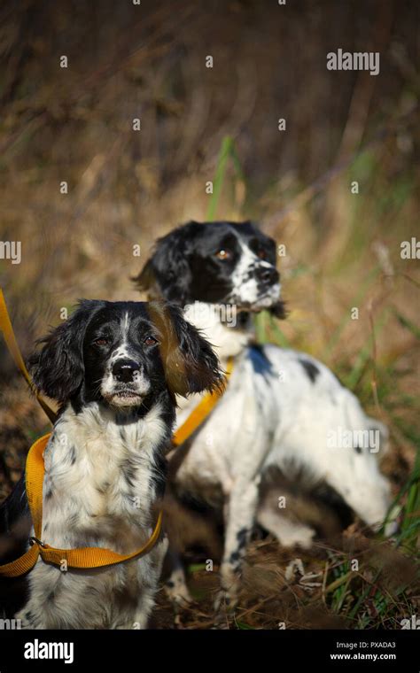 English Springer Spaniel Hunting Stock Photos & English Springer Spaniel Hunting Stock Images ...