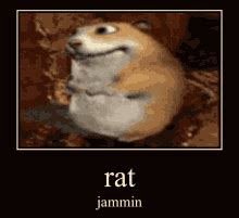 Rat GIFs | Tenor