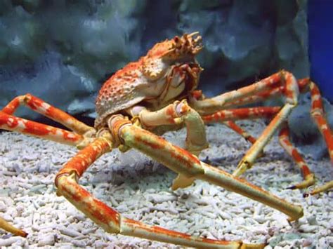 What Do Crustaceans Eat? - A-Z Animals