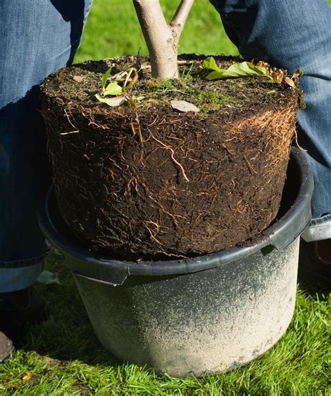 How to plant a magnolia tree: an easy step-by-step guide | Gardeningetc