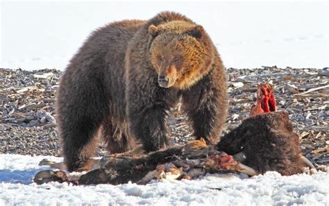 🔥 Grizzly bear enjoying his meal : NatureIsFuckingLit