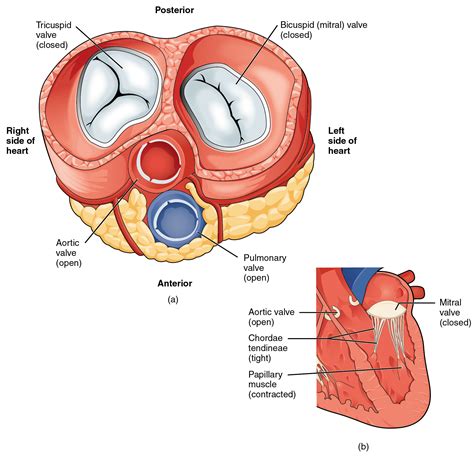 OpenStax: Anatomy and Physiology | CH19: THE CARDIOVASCULAR SYSTEM: THE HEART | Top Hat ...