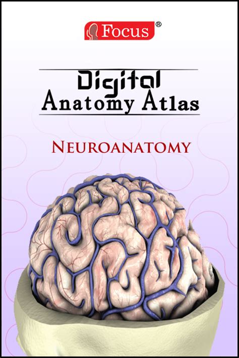 Neuroanatomy