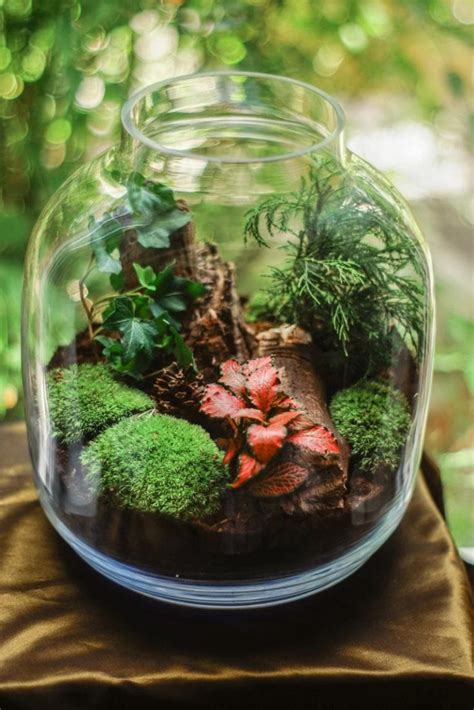 DIY Succulent Terrariums: How to Built a Succulent Terrarium