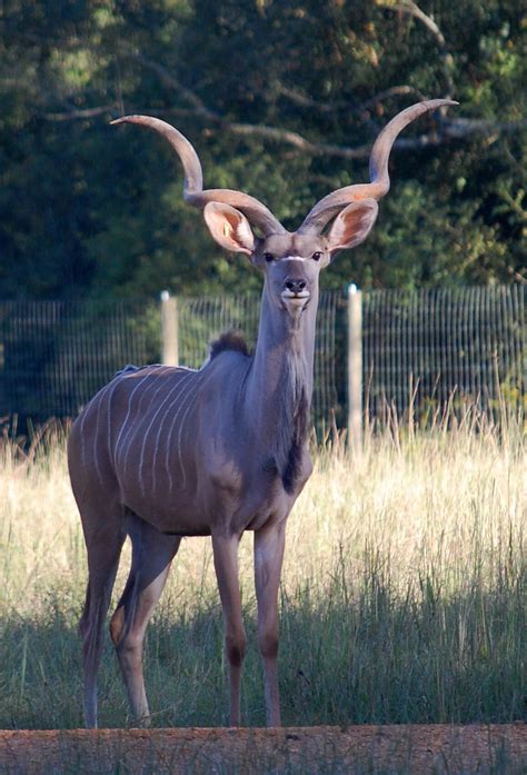 Alabama Safari Park is set on 350 acres and features animals from all over the world – from ...